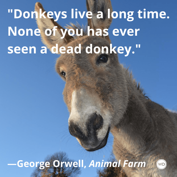 long time donkey