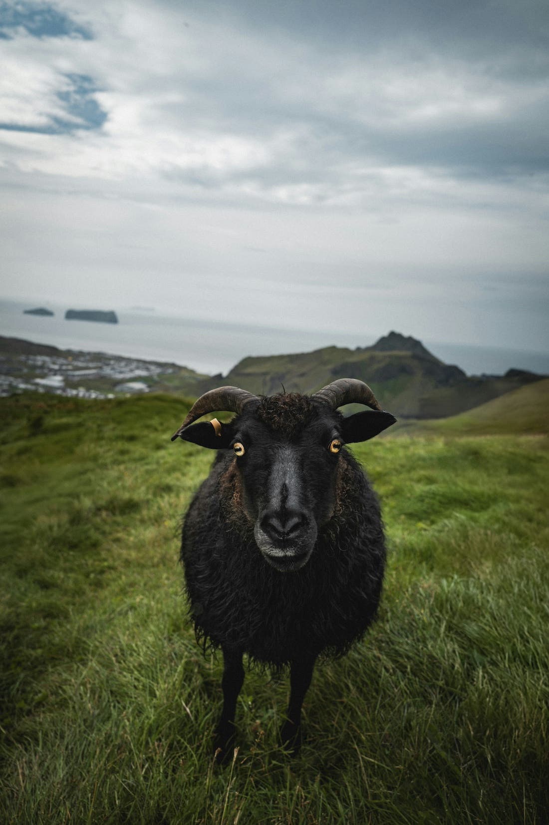 Black sheep with yellow eyes and long horns staring directly into the camera while standing in a field.